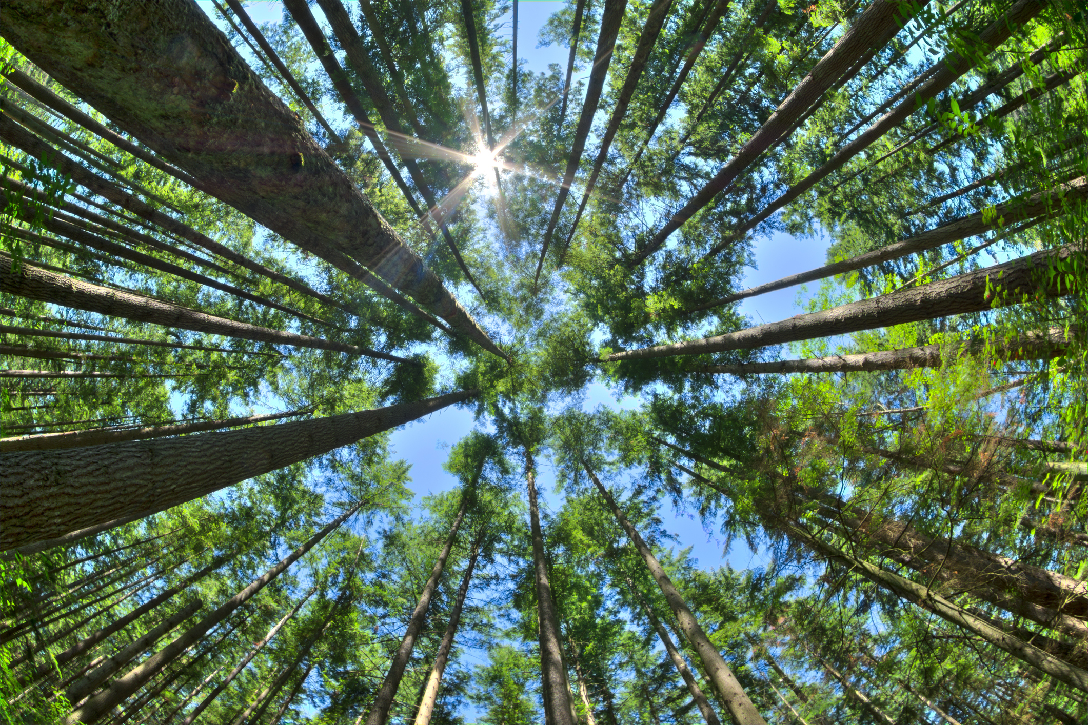 Looking up through a canopy of trees